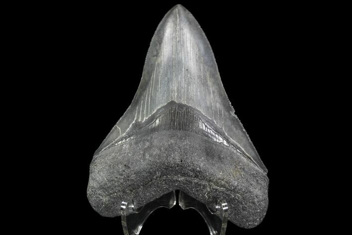 Serrated, Fossil Megalodon Tooth - South Carolina #90388